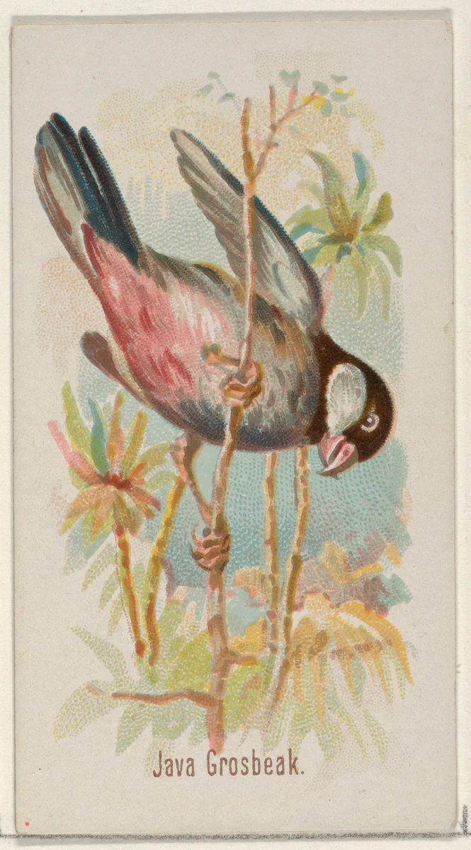 Java Grosbeak, from the Song Birds of the World series (N23) for Allen & Ginter Cigarettes by Allen & Ginter, print, 1890