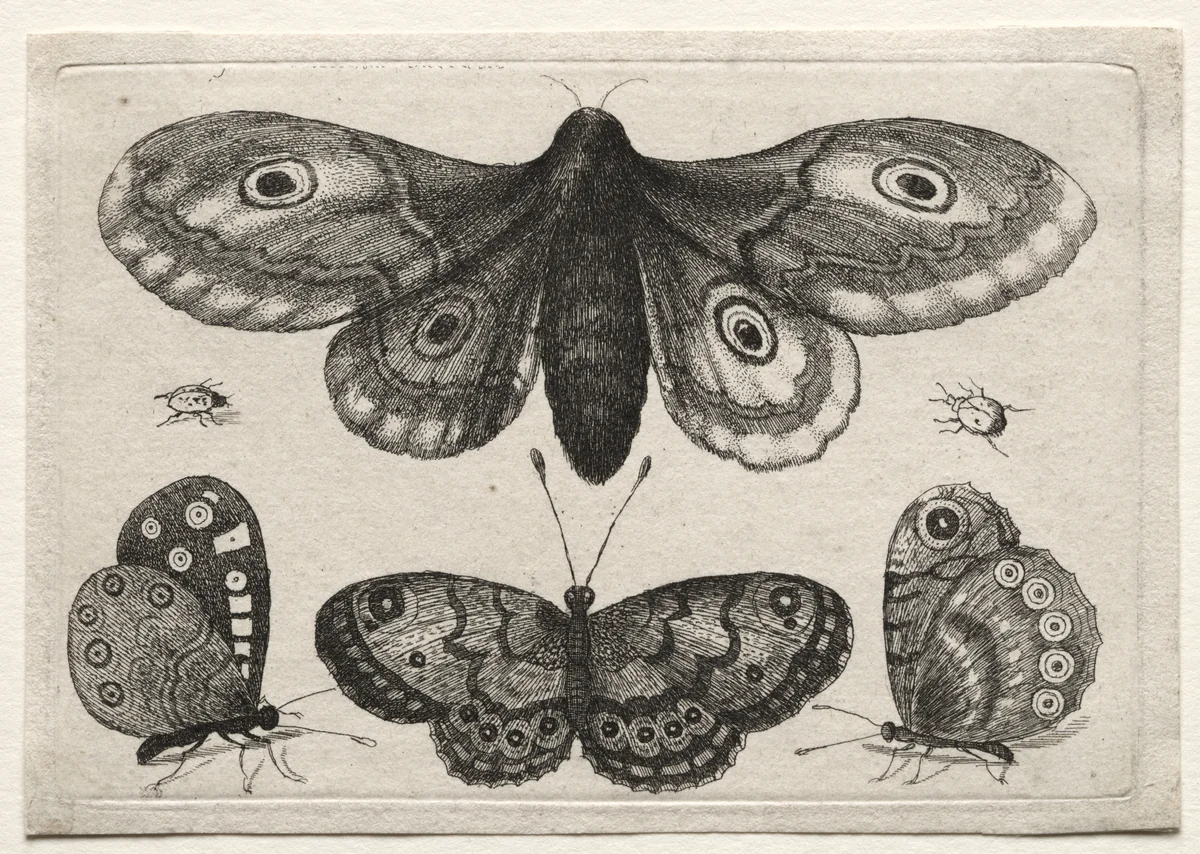 Muscarum Scarabeorum, vermiumque Variae Figure & Formae: A Moth, Three Butterflies and Two Beetles by Wenceslaus Hollar, print, 1646