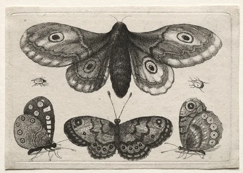 Muscarum Scarabeorum, vermiumque Variae Figure & Formae: A Moth, Three Butterflies and Two Beetles by Wenceslaus Hollar, print, 1646