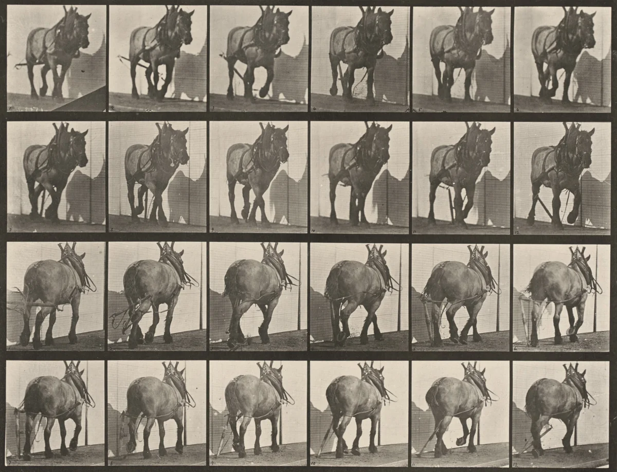 Plate Number 564. "Dusel" hauling, broken log chain by Eadweard Muybridge, photograph, 1887