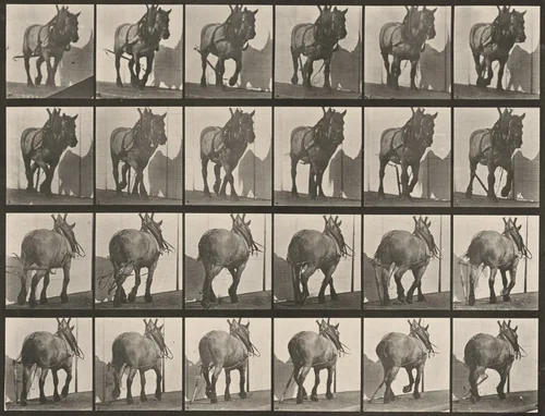 Plate Number 564. "Dusel" hauling, broken log chain by Eadweard Muybridge, photograph, 1887
