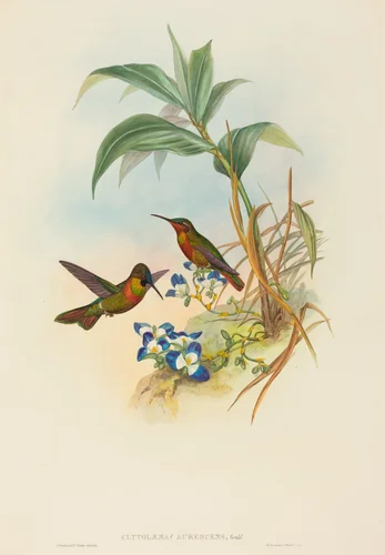 Clytolaema aurescens (Banded Ruby or Gould's Ruby) by John Gould, print, 1804-1881