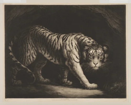 A Tyger by John Murphy, print, 1790
