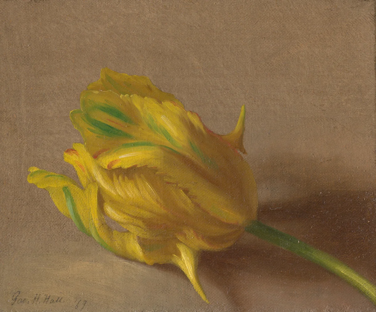 Tulip by George Henry Hall, painting, 1869