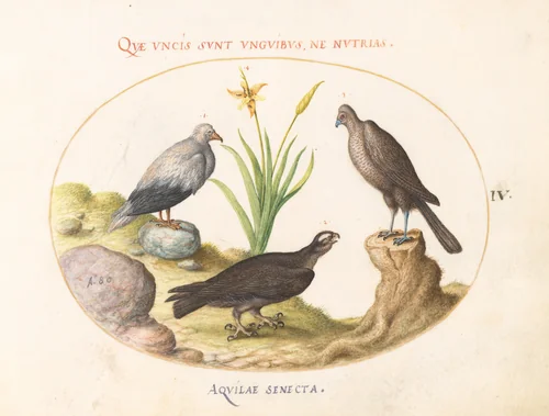 Plate 4: An Egyptian Vulture, a Northern Goshawk(?), and an "Aquila Heteropode" (Short Toed Eagle?) by Joris Hoefnagel, drawing, 1580