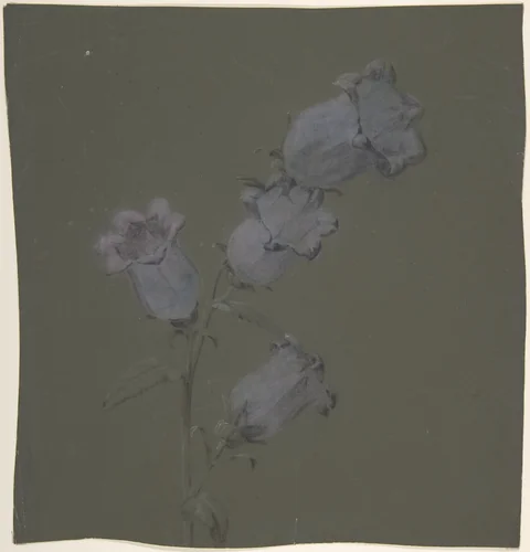Spray of Canterbury Bells by Antoine Berjon, drawing, 1770-1843