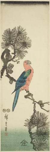 Macaw on pine branch by Utagawa Hiroshige (歌川広重), print, 1842-1857
