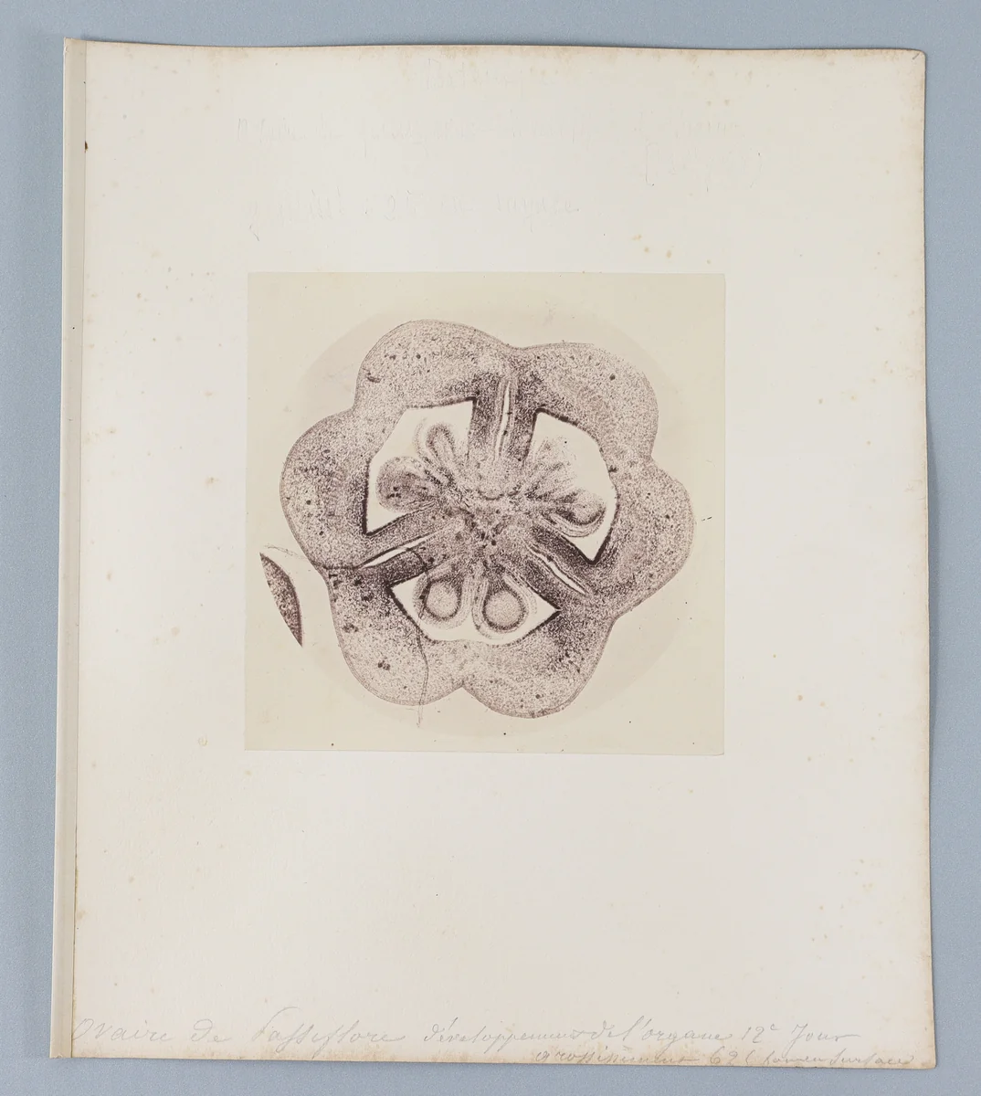 [Untitled] by Auguste-Adolphe Bertsch, photograph, 1853-1857