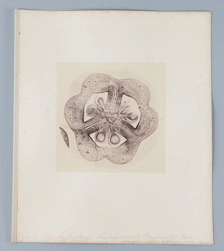 [Untitled] by Auguste-Adolphe Bertsch, photograph, 1853-1857