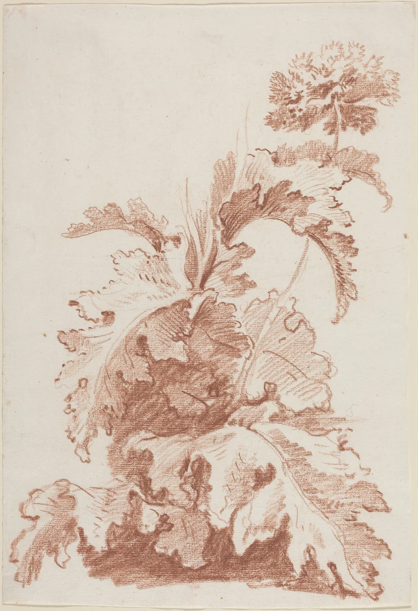 Poppy in Bloom by Jean-Baptiste Hüet, drawing, 1762-1767