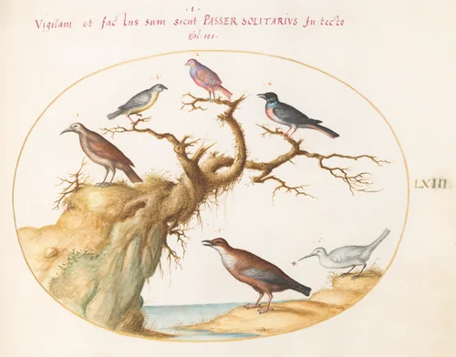 Plate 63: Six Small Birds, Including a Bluethroat and a Cuckoo(?) by Joris Hoefnagel, drawing, 1570-1599