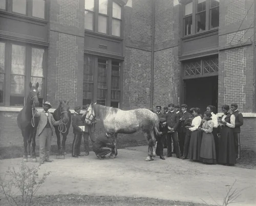 Agriculture. Animal life. Studying the horse by Frances Benjamin Johnston, photograph, 1899