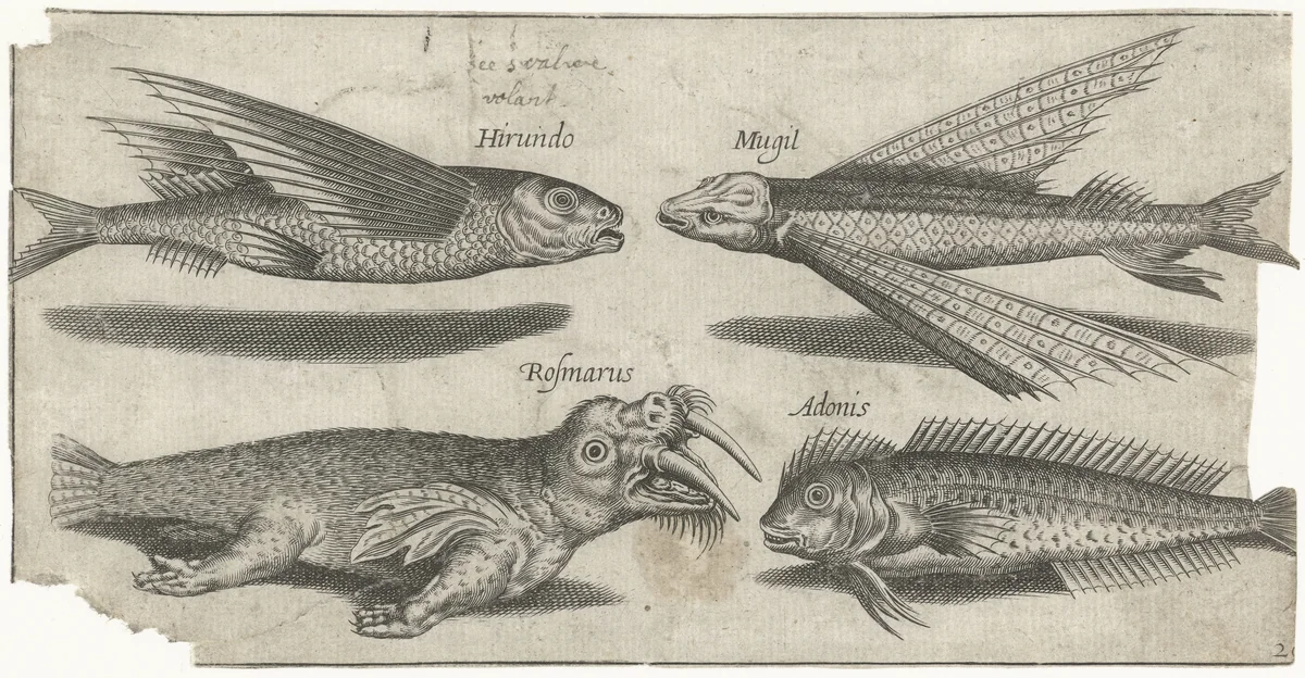 Vliegende knorhaan, lompje, slijmvis en een walrus by Pierre Firens, print, 1600-1638