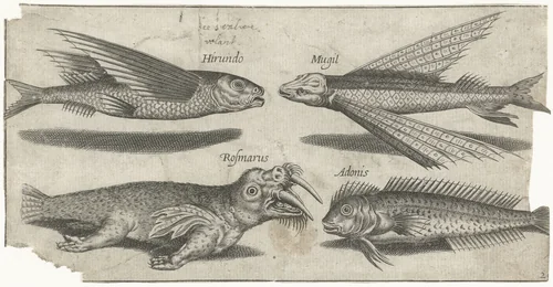Vliegende knorhaan, lompje, slijmvis en een walrus by Pierre Firens, print, 1600-1638