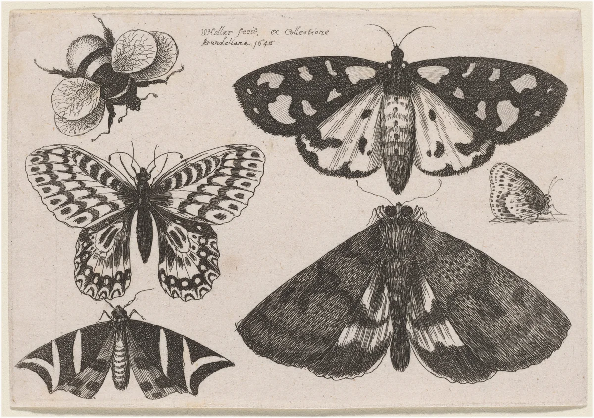 Three Moths, Two Butterflies, and a Bumble Bee by Wenceslaus Hollar, print, 1646