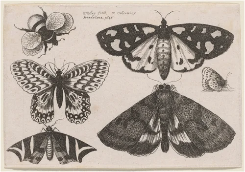 Three Moths, Two Butterflies, and a Bumble Bee by Wenceslaus Hollar, print, 1646