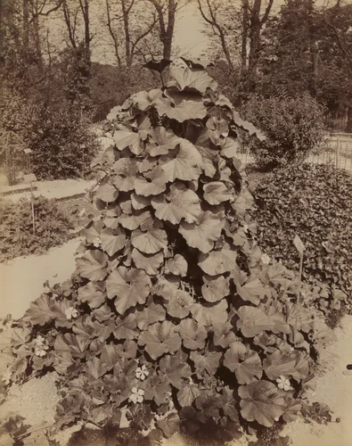 Potirons by Eugène Atget, photograph, 1900