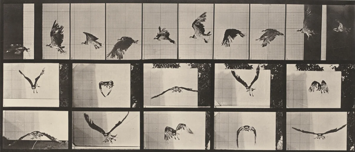 Plate Number 764. Fish hawk flying by Eadweard Muybridge, photograph, 1887