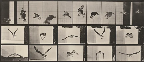 Plate Number 764. Fish hawk flying by Eadweard Muybridge, photograph, 1887