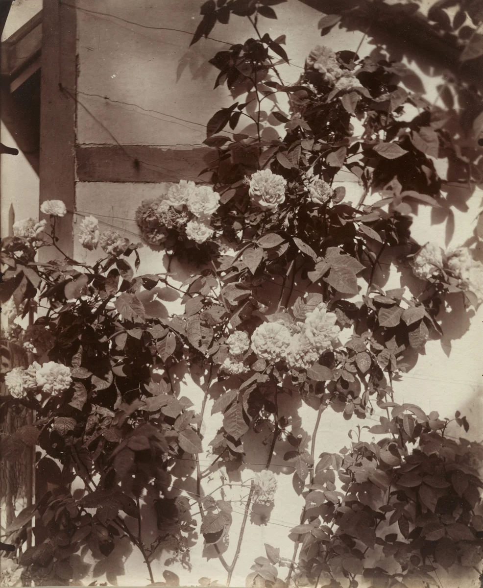 Rosier grimpant by Eugène Atget, photograph, 1900