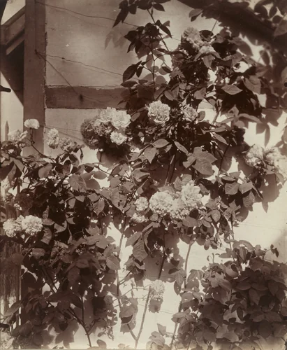 Rosier grimpant by Eugène Atget, photograph, 1900