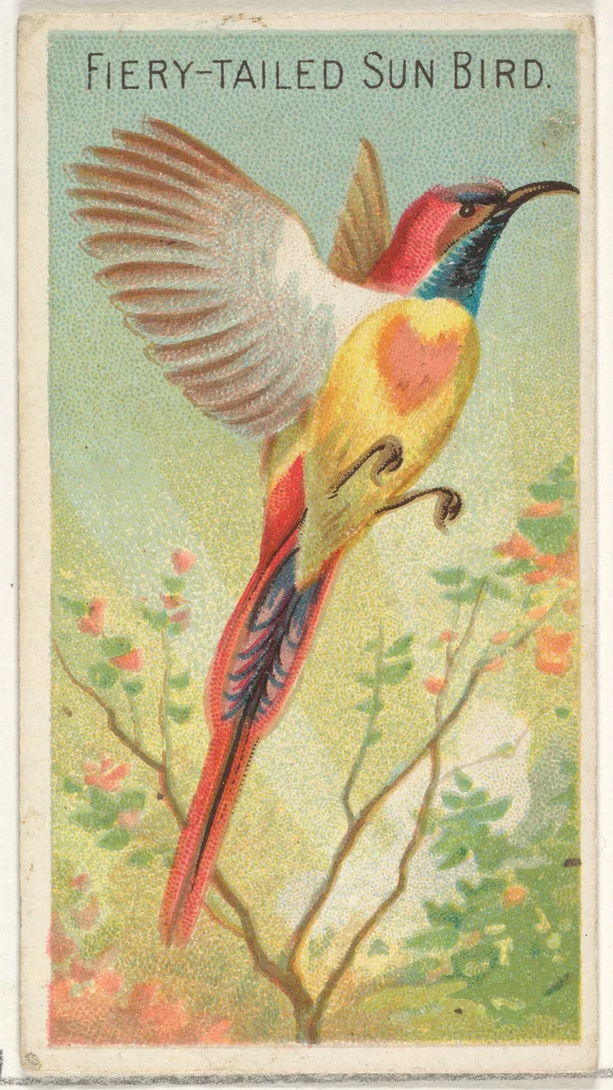 Fiery-Tailed Sun Bird, from the Birds of the Tropics series (N5) for Allen & Ginter Cigarettes Brands by Allen & Ginter, print, 1889