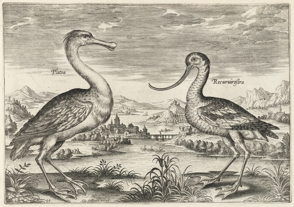 Spoonbill and Avocet by Adriaen Collaert, print, 1595-1605