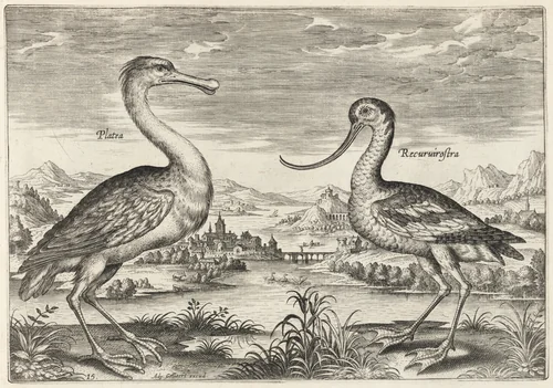 Spoonbill and Avocet by Adriaen Collaert, print, 1595-1605
