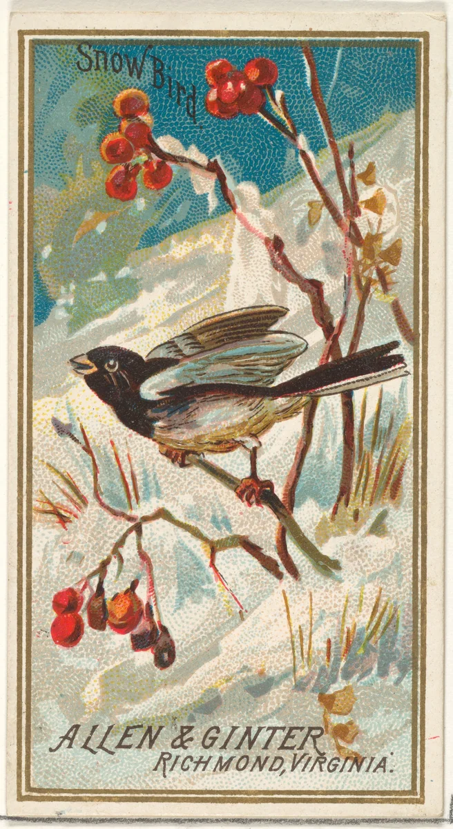 Snow Bird, from the Birds of America series (N4) for Allen & Ginter Cigarettes Brands by Allen & Ginter, print, 1888