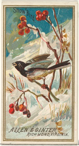 Snow Bird, from the Birds of America series (N4) for Allen & Ginter Cigarettes Brands by Allen & Ginter, print, 1888