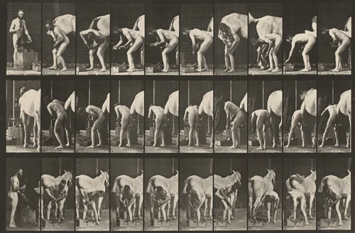 Plate Number 508. Shoeing a horse by Eadweard Muybridge, photograph, 1887