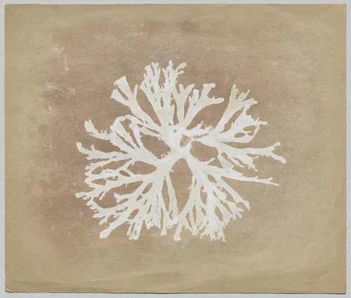 Algae by William Henry Fox Talbot, photograph, 1835-1845