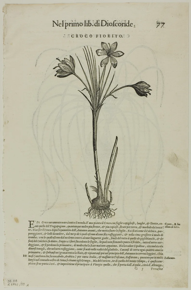 Leaf from Discorsi by Petrus Andreas Matthiolus, plate 99 from Woodcuts from Books of the XVI Century by Unknown Artist, print, 1565