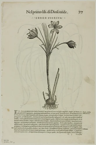 Leaf from Discorsi by Petrus Andreas Matthiolus, plate 99 from Woodcuts from Books of the XVI Century by Unknown Artist, print, 1565