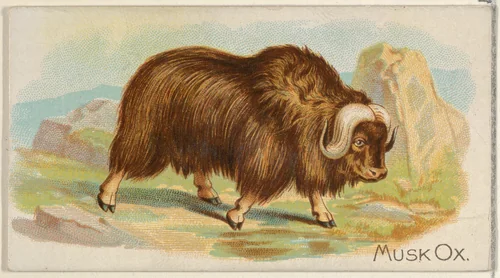 Musk Ox, from the Quadrupeds series (N21) for Allen & Ginter Cigarettes by Allen & Ginter, print, 1890