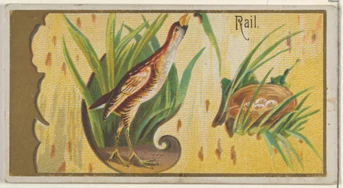 Rail, from the Game Birds series (N13) for Allen & Ginter Cigarettes Brands by Allen & Ginter, print, 1889