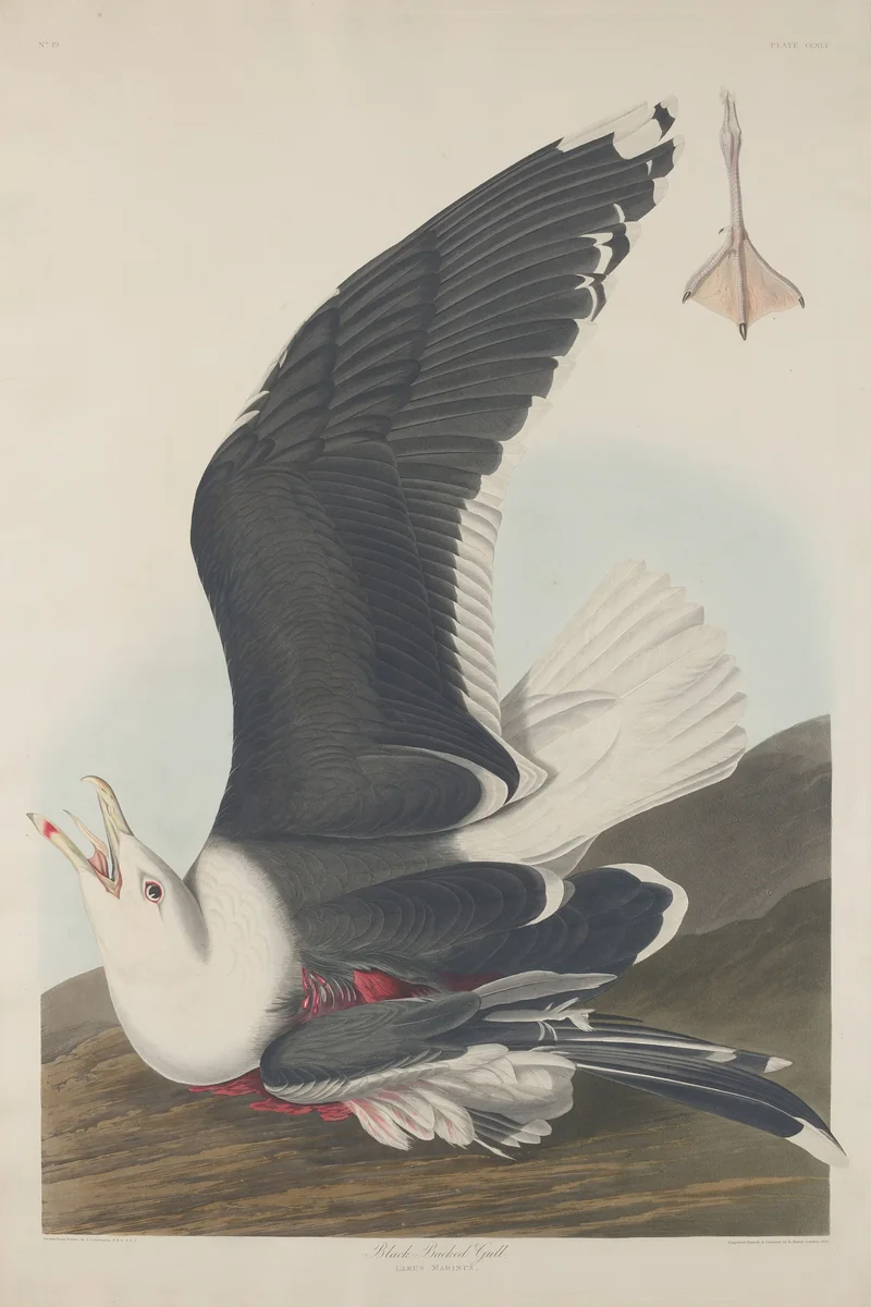 Black-Backed Gull by Robert Havell, Jr.; John James Audubon, print, 1835