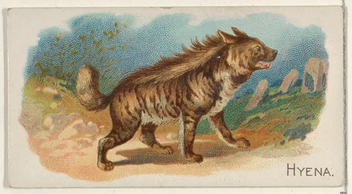 Hyena, from the Quadrupeds series (N21) for Allen & Ginter Cigarettes by Allen & Ginter, print, 1890