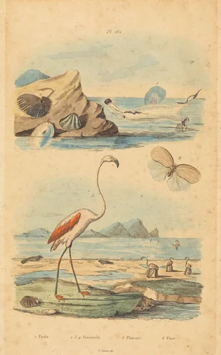 Flamingos and Shells by Joh. Baptist Pfitzer, print, 1833-1839