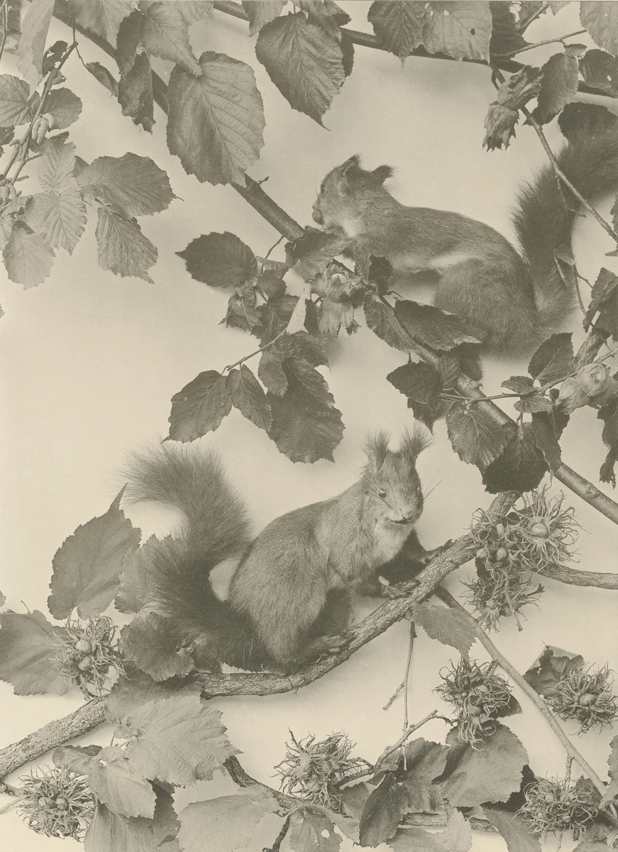 Page from Festons und Dekorative Gruppen by Unidentified Photographer, photograph, 1893