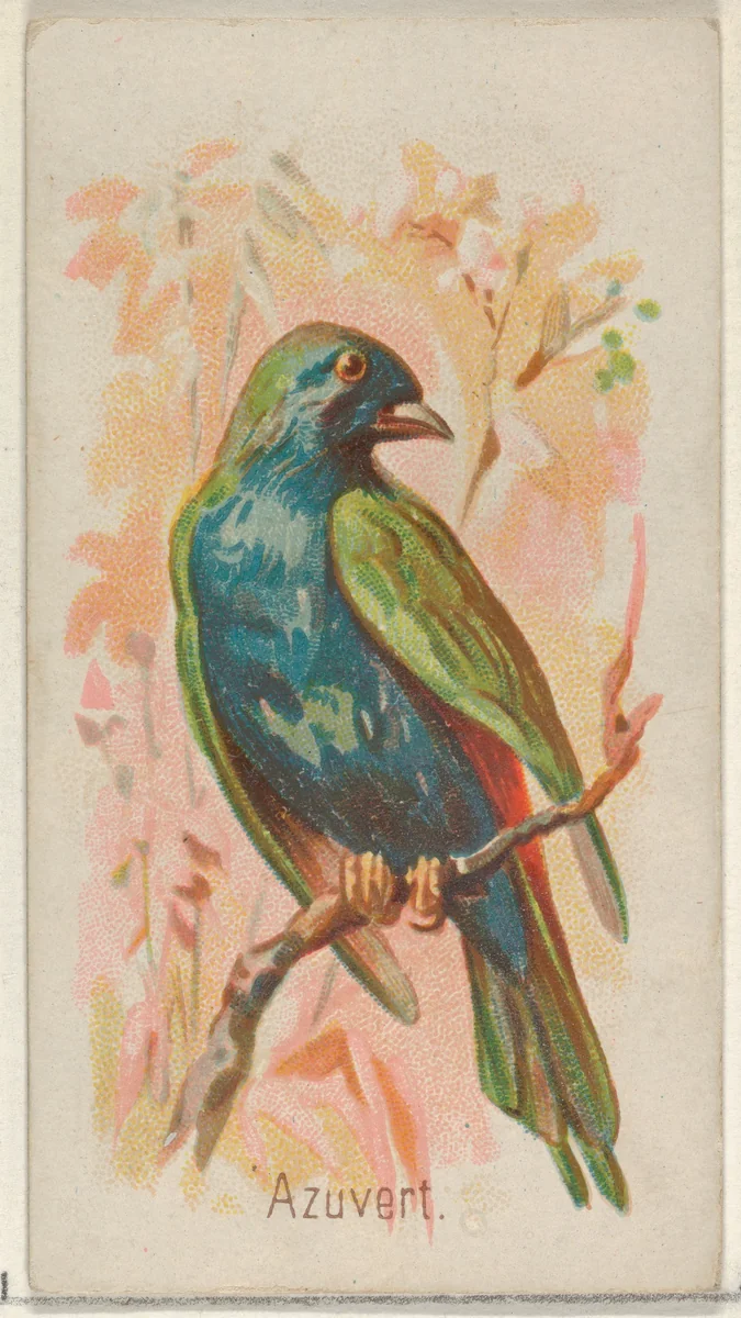 Azuvert, from the Song Birds of the World series (N23) for Allen & Ginter Cigarettes by Allen & Ginter, print, 1890