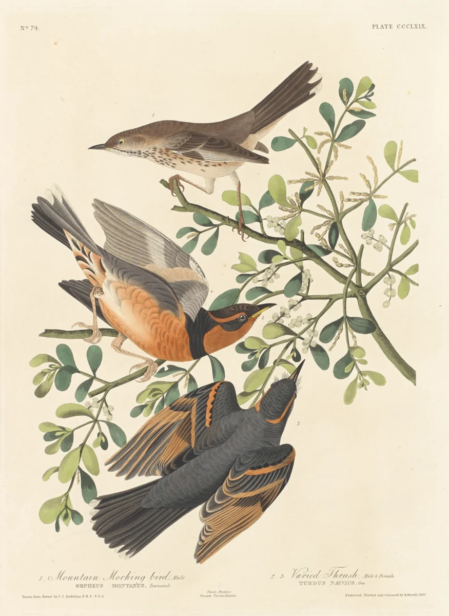 Mountain Mocking-bird and Varied Thrush by Robert Havell, Jr.; John James Audubon, print, 1837
