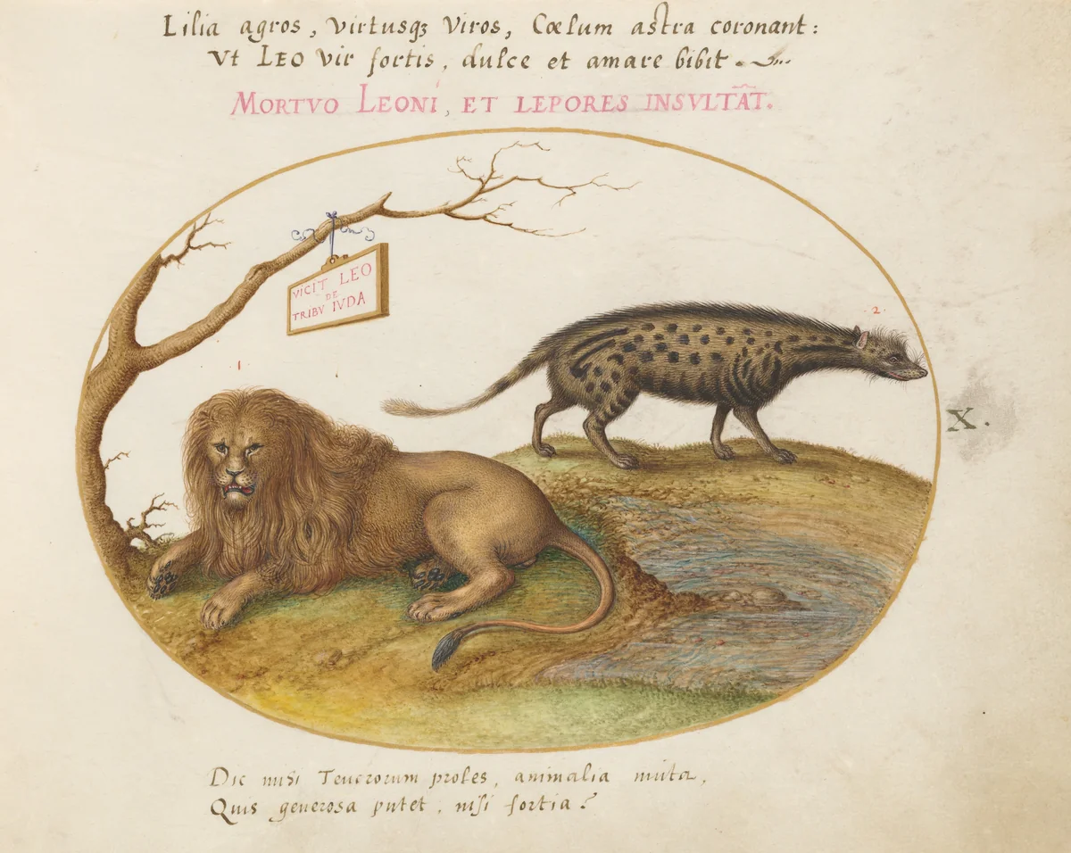 Plate 10: A Lion and a Civet Cat by Joris Hoefnagel, drawing, 1570-1599