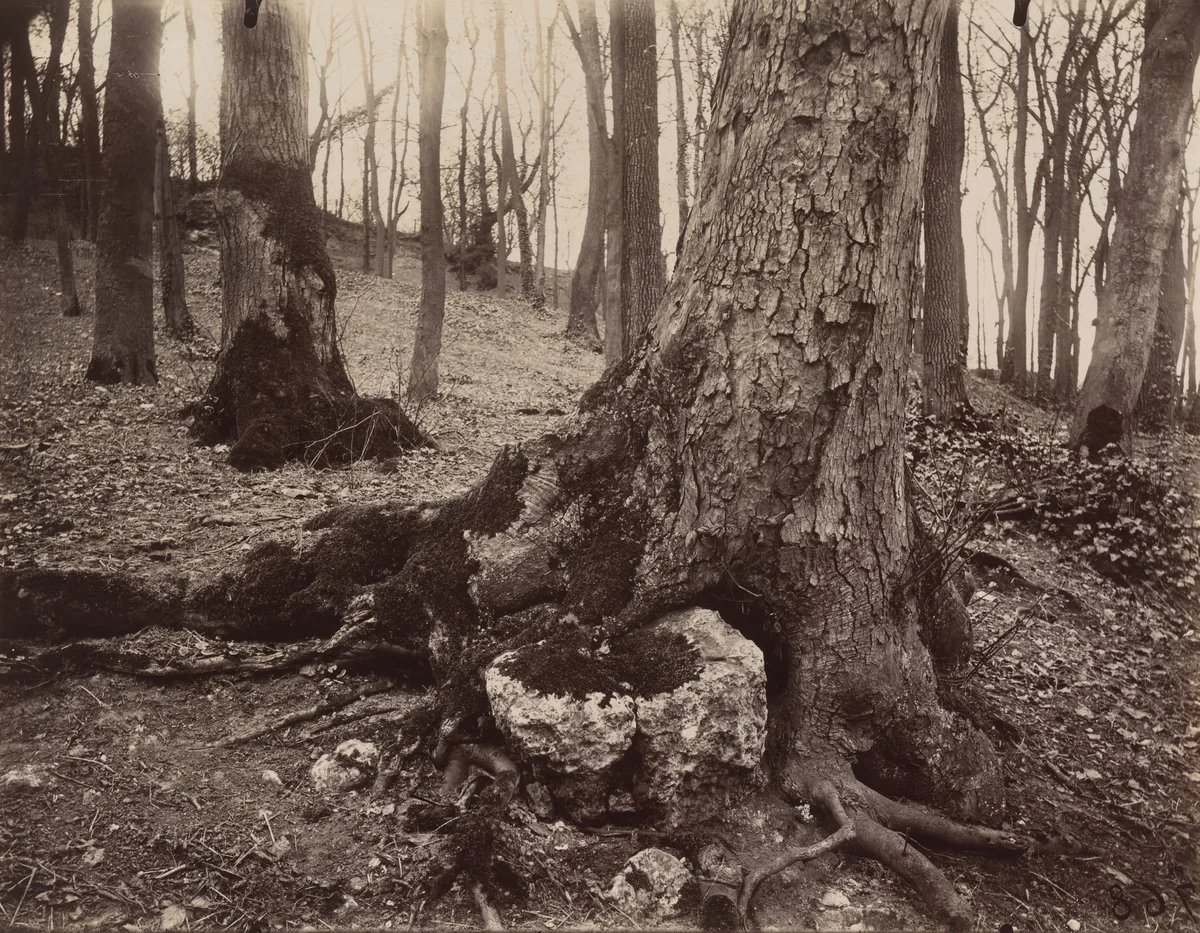 Saint-Cloud, arbre by Eugène Atget, photograph, 1915