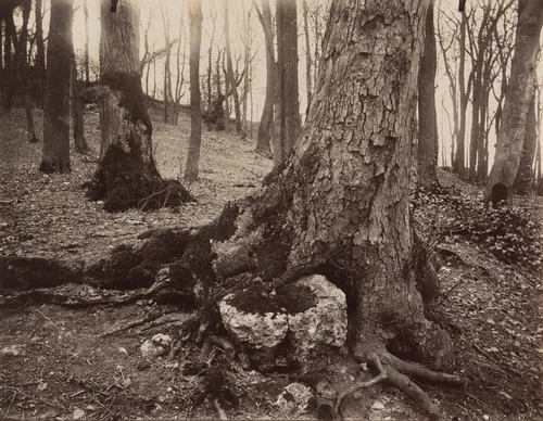 Saint-Cloud, arbre by Eugène Atget, photograph, 1915