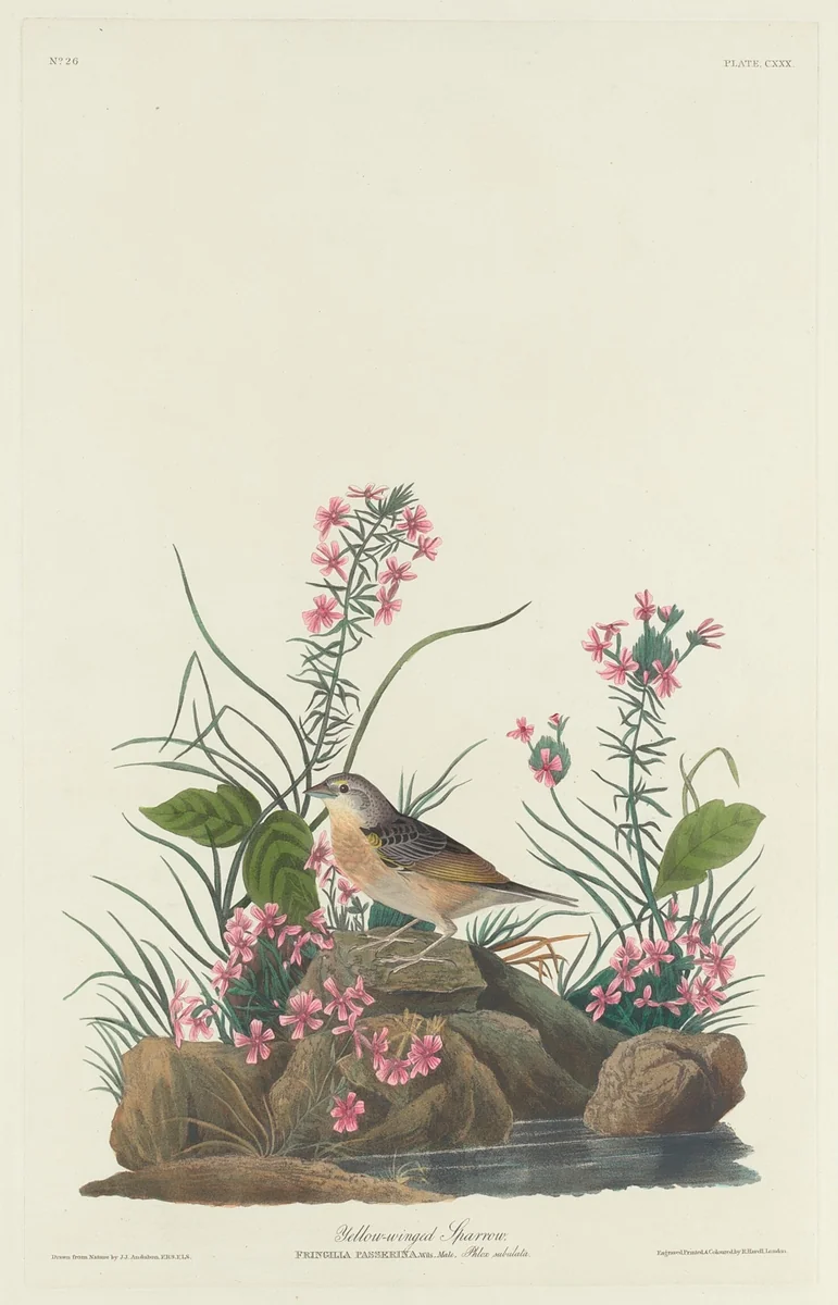 Yellow-winged Sparrow by Robert Havell, Jr.; John James Audubon, print, 1832