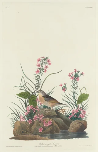 Yellow-winged Sparrow by Robert Havell, Jr.; John James Audubon, print, 1832