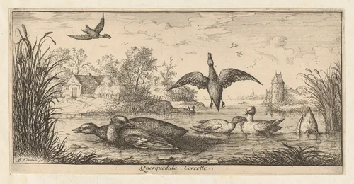 Querquedula, Cercelle (The Teal), from "Livre d'Oyseaux" (Book of Birds) by Albert Flamen, print, 1650-1665