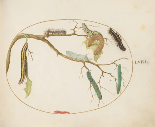 Plate 67: Large White and Small White Butterfly Caterpillars, Hornworm Caterpillar, Broom Moth Caterpillar, and Others by Joris Hoefnagel, drawing, 1570-1599