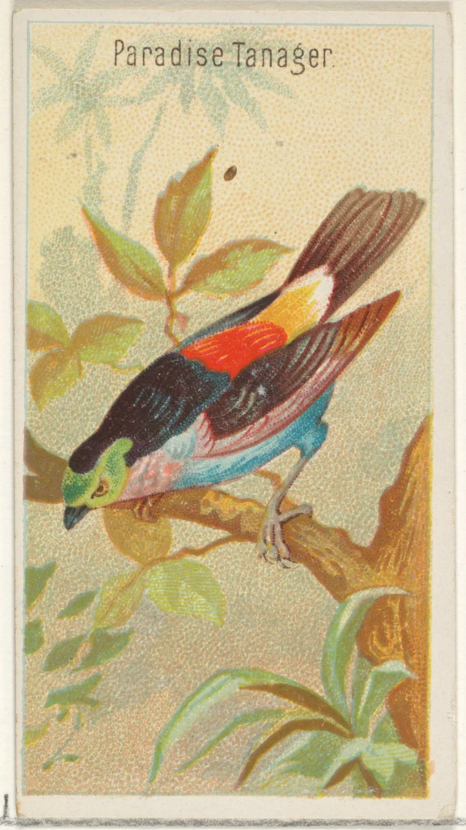 Paradise Tanager, from the Birds of the Tropics series (N5) for Allen & Ginter Cigarettes Brands by Allen & Ginter, print, 1889